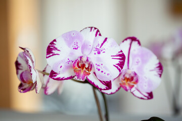 Purple and White Orchid Flowers