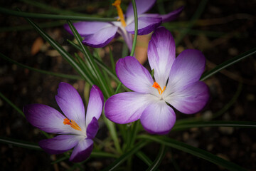 Fototapeta premium Krokusse Close up