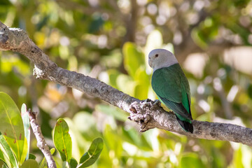 Wild parrott in Madagascar