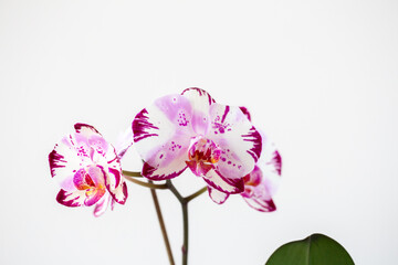 Fototapeta na wymiar Purple and White Orchid Flowers