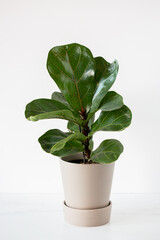 Potted Fiddle Fig Tree