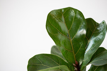 Potted Fiddle Fig Tree