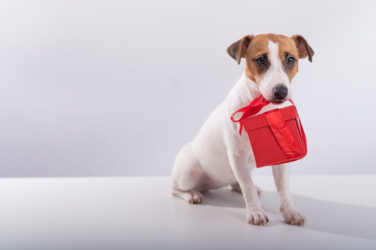 Portrait of a cute dog jack russell terrier holding a gift box in his mouth on a white background.