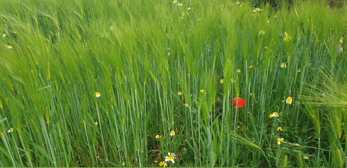 green grass and poppy
