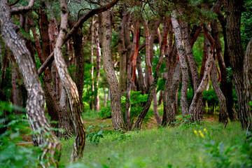 Dense pine forest in summer in Korea