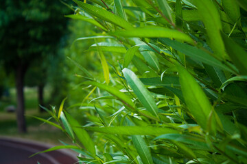 Naklejka premium green background of leaves, alley