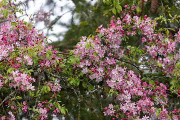 Pink blooming apple blossoms on a tree
