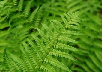 Fototapeta na wymiar fern leaf in the forest