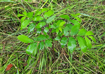 green young  pecan on the ground