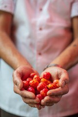 hands holding Andean potatoes