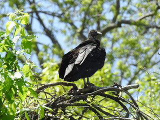 A black vulture perched in a tree in Darlington, Harford County, Maryland.