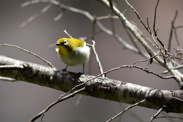 Bird in Madagascar