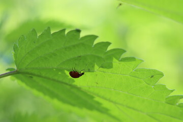 Coccinelle mange des pucerons sous une feuille d'ortie lumineux