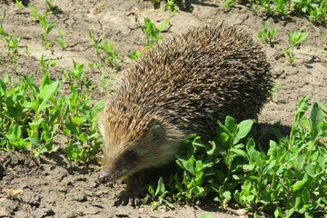 European hedgehog on the grass in the wild, closeup