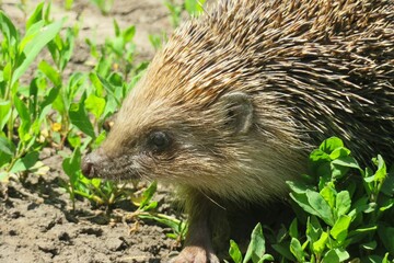 Hedgehog head on grass background, closeup