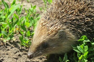European hedgehog on grass background, closeup