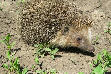 European hedgehog on ground, closeup