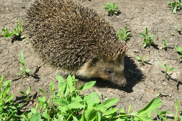 European hedgehog on the ground in nature