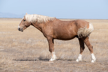 Wild horse in Utah desert
