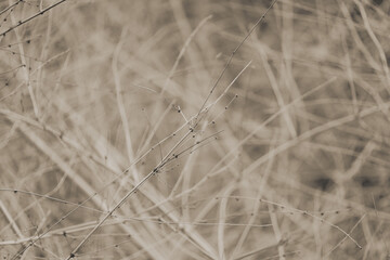 Dry bamboo in forest of zen Texture background concept