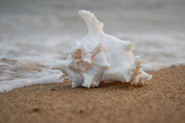 Seashell on the sand beach background, with copy space