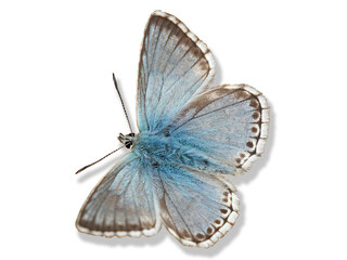 Papillon Bel argus, azuré bleu sur fond blanc avec ombre / Bel argus butterfly, blue azure on...