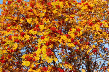 Red rowan on a background of yellow foliage