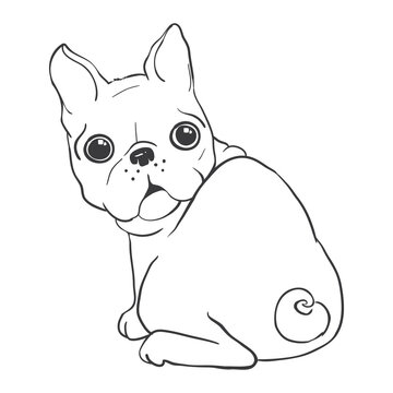 French bulldog background. Dog, illustration, french