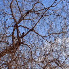 Blue sky and tree branches. A bird on a branch.