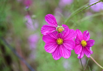 Cosmos bipinnatus or Mexican asters dark pink with petals that get wet and bruised due to rain. Scientific name: Cosmos bipinnatus Cav. Bright flowers on a blurred green background.
