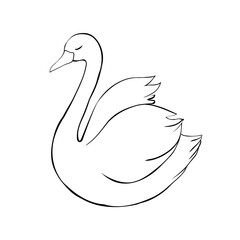 Swan black white bird isolated illustration vector