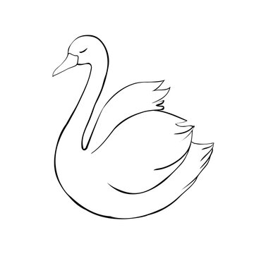 Swan black white bird isolated illustration vector