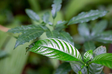 Leaves in the summer forest, thailand Even though it doesn't rain, the leaves look shiny. Can still feel the moisture