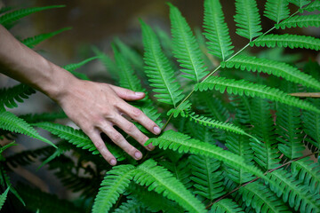 Up close, the man's hand touches the green fern leaves, feels relaxed, and misses the nature in the forest, not too far away.