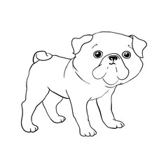 Pug vector hand drawing illustration in black color isolated