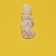 Sea shells in a row with the focus on the first on bright yellow background. Selective focus....