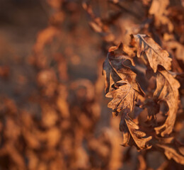 Autumn leaves close up.