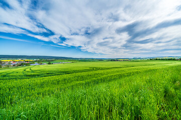 field of wheat in Thuringia