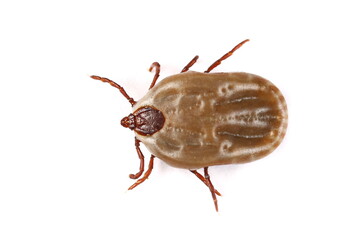 Tick isolated on white background