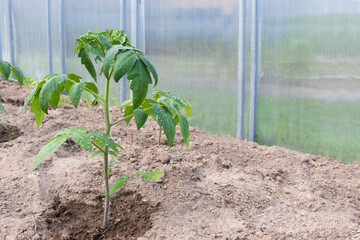 Eco-friendly tomatoes growing in a greenhouse in the ground. The concept of caring for tomato seedlings, disease treatment and watering.