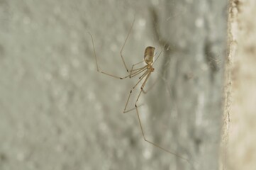 Profile of spider daddy long legs in cellar. Light brown transparent spider profile.