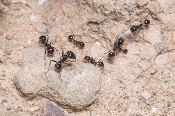 Group of Messor Barbarus harvester ants on a sunny day. High quality photo