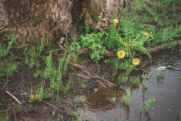dandelions near puddle and old tree