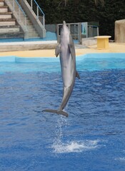 Dauphins	
