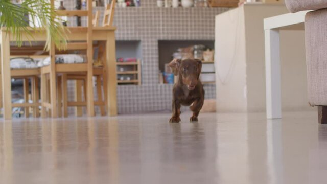 Two cute dogs are happily running in the kitchen. Black and chocolate puppy enjoying the time approaching to the camera in slow motion, slowing down and lick the nose. High quality still shot video.