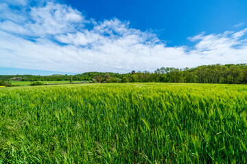 The Thuringian landscape is like a painting that would make even Bob Ross jealous – with more greenery than in a salad buffet
