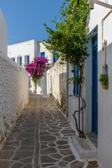 Traditional Cycladitic alley with a narrow street, whitewashed houses and a blooming bougainvillea in Parikia, Paros island, Greece