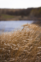 reeds on the river