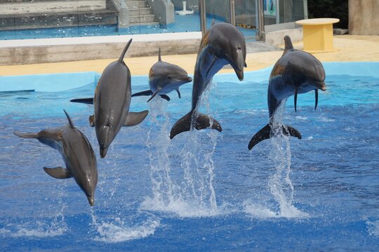 Dauphins	
