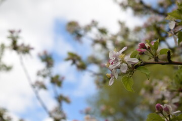 tree blossom